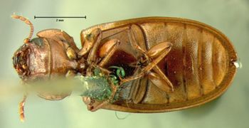 Media type: image;   Entomology 107 Aspect: habitus ventral view